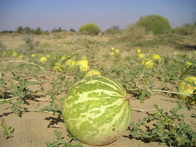 melon