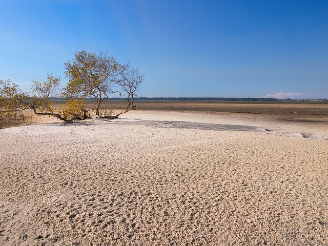 mangrove