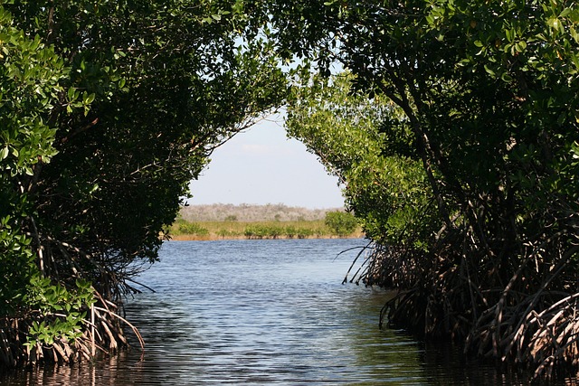 mangrove