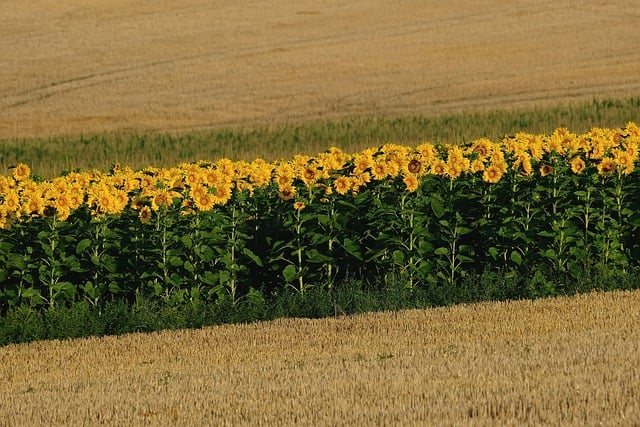 agriculture