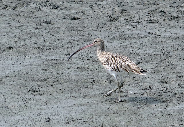 mangroves