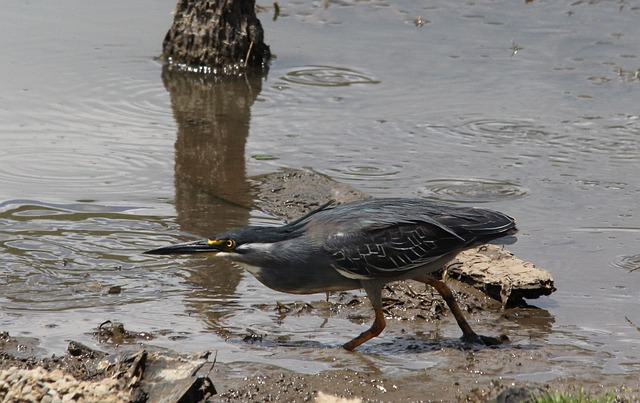 mangrove