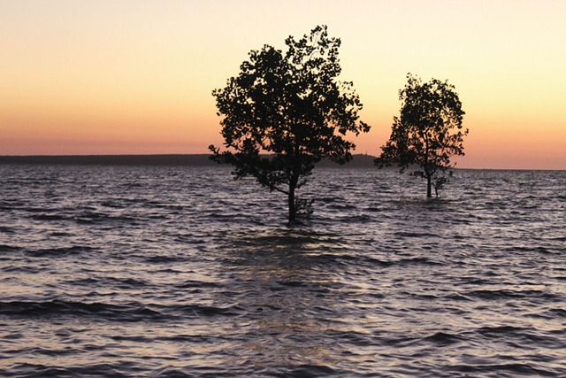 mangrove