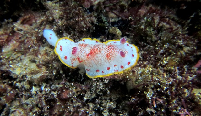 snorkeling