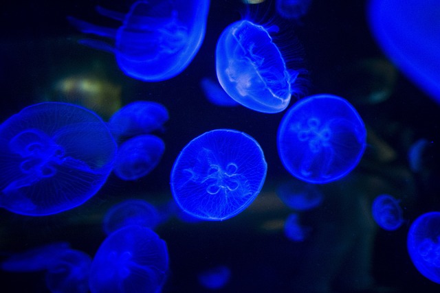 bioluminescence