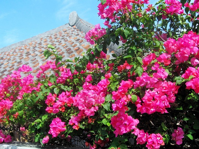 Okinawa