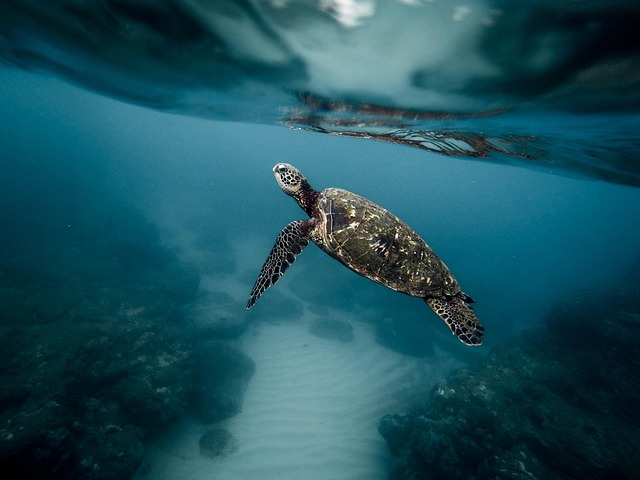 underwater