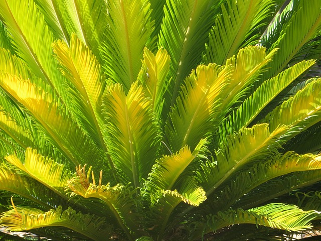 jungle