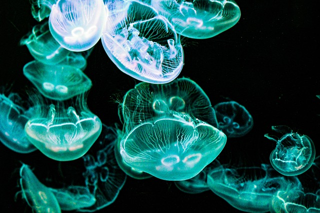 bioluminescence