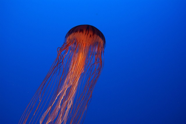 bioluminescence