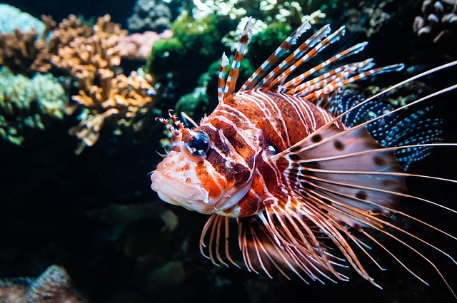 underwater