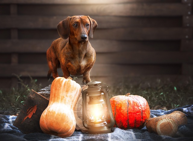 pet