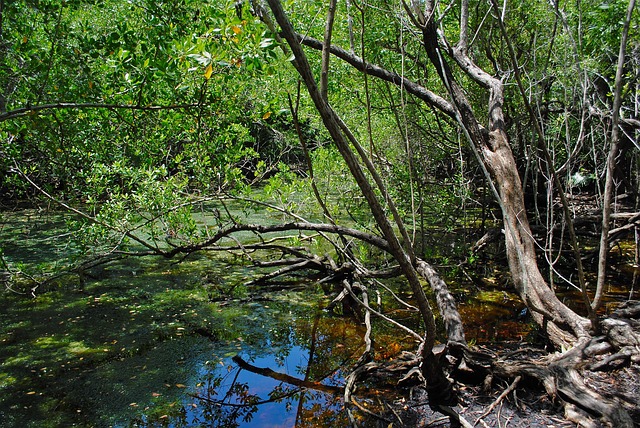 mangrove