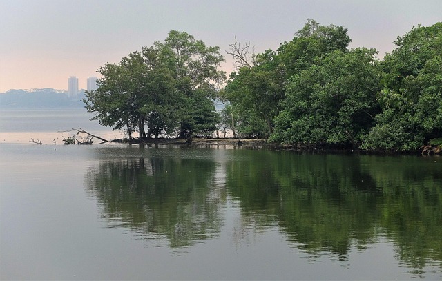mangrove
