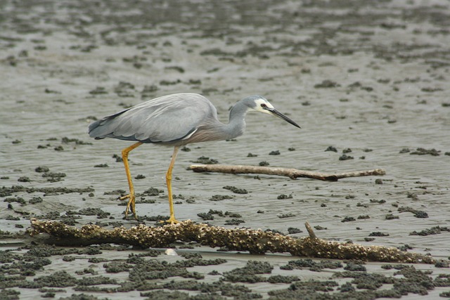 mangrove