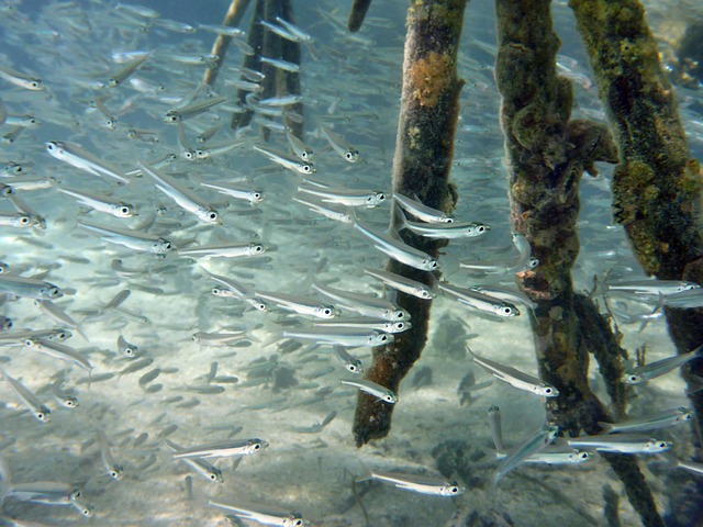 mangrove