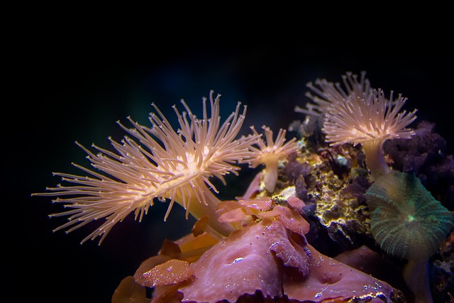 underwater