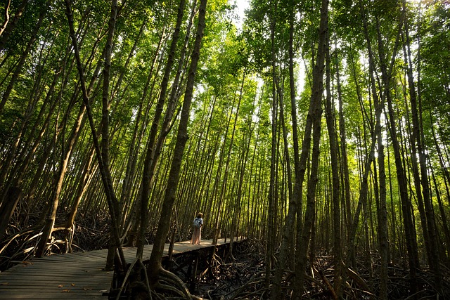 mangrove