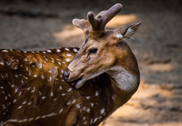 wildlife