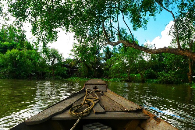 mangrove