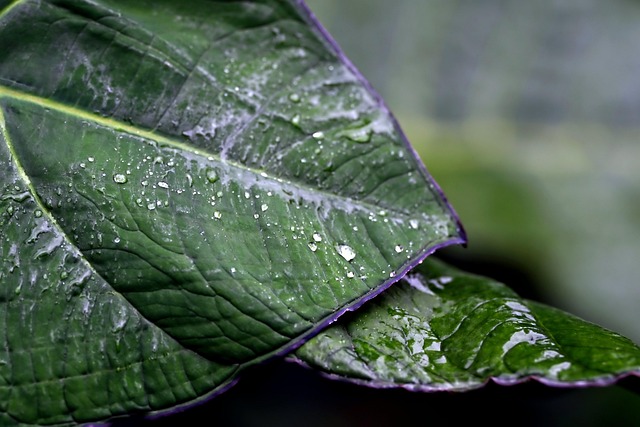 nature