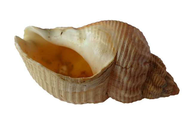 souvenir