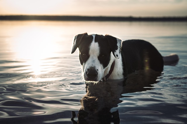 swimming