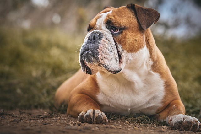 pet
