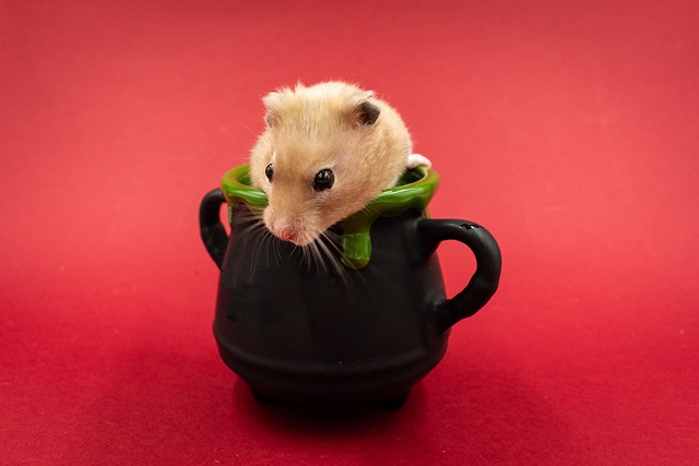 hamsters