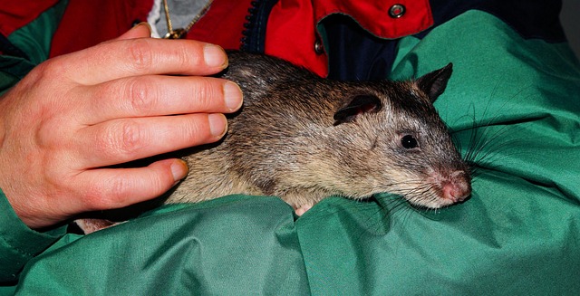hamsters