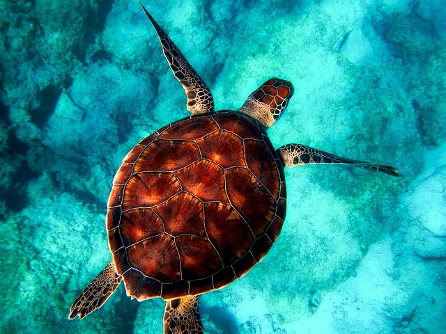 snorkeling