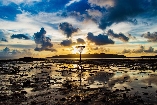 mangrove