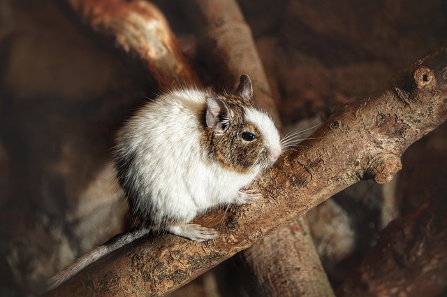hamsters