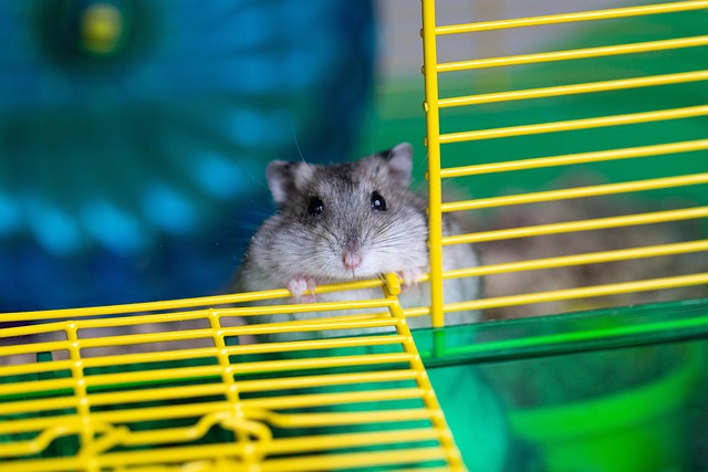 hamsters