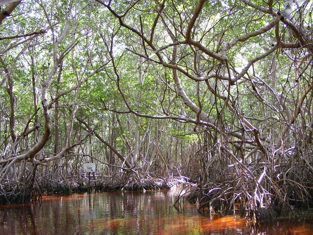 mangrove