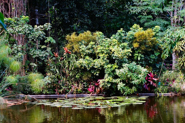 mangrove