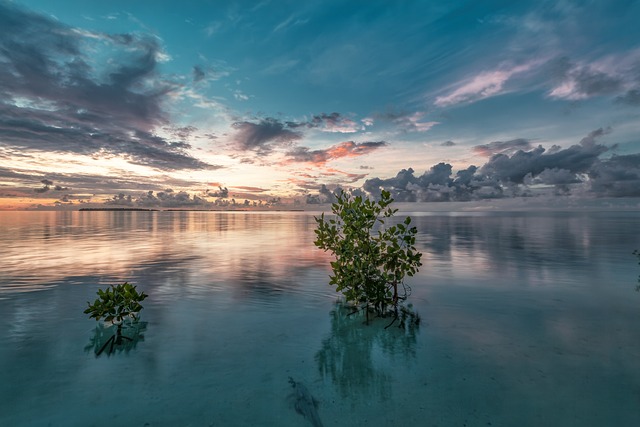 mangrove