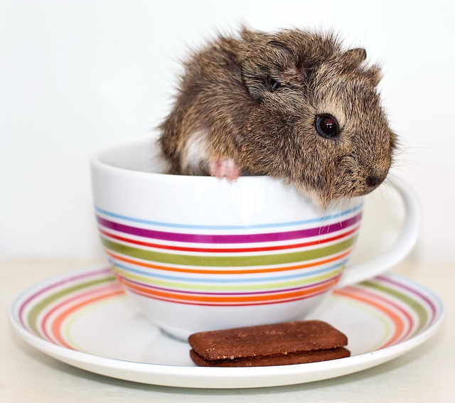 hamsters