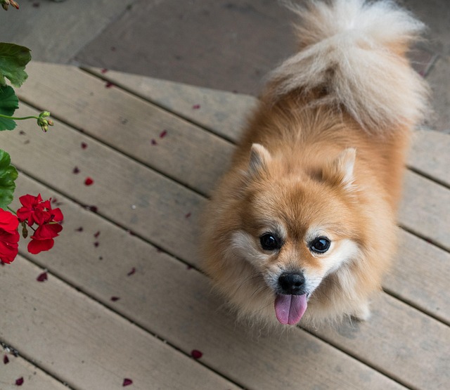 pet grooming