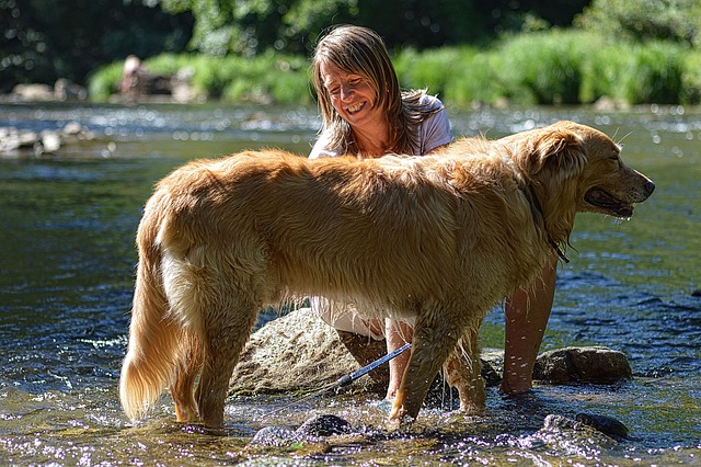 pet grooming