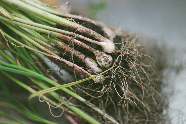 gardening