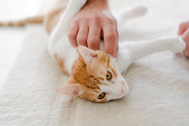 pets