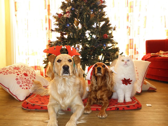 pets