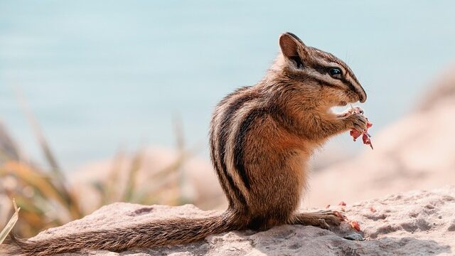 【完全ガイド】沖縄ナイトツアーで出会える夜行性の生き物たち！家族で楽しむ準備と観察のコツ
