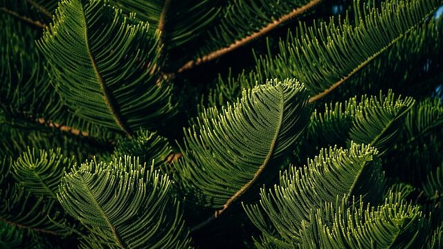 沖縄ジャングルナイトツアーの神秘体験！夜だけの特別な動物との出会いと満天の星空