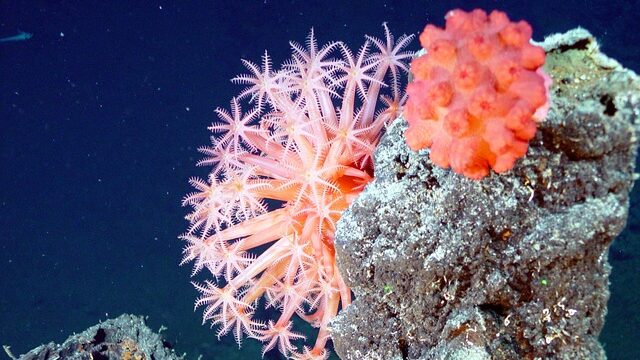 沖縄の神秘的な青の洞窟で究極の海中アドベンチャー体験!