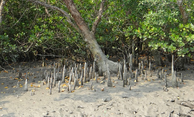 mangrove