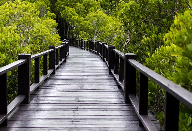 mangrove